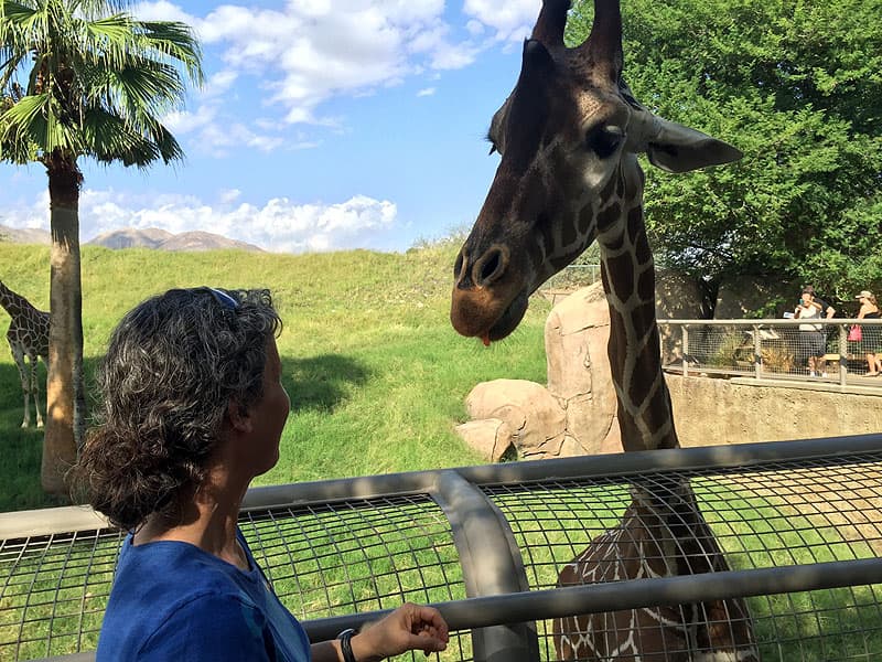 Giraffe at zoo, Ellen