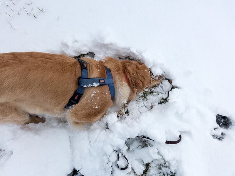 Dogs in Ennis, Montana snow