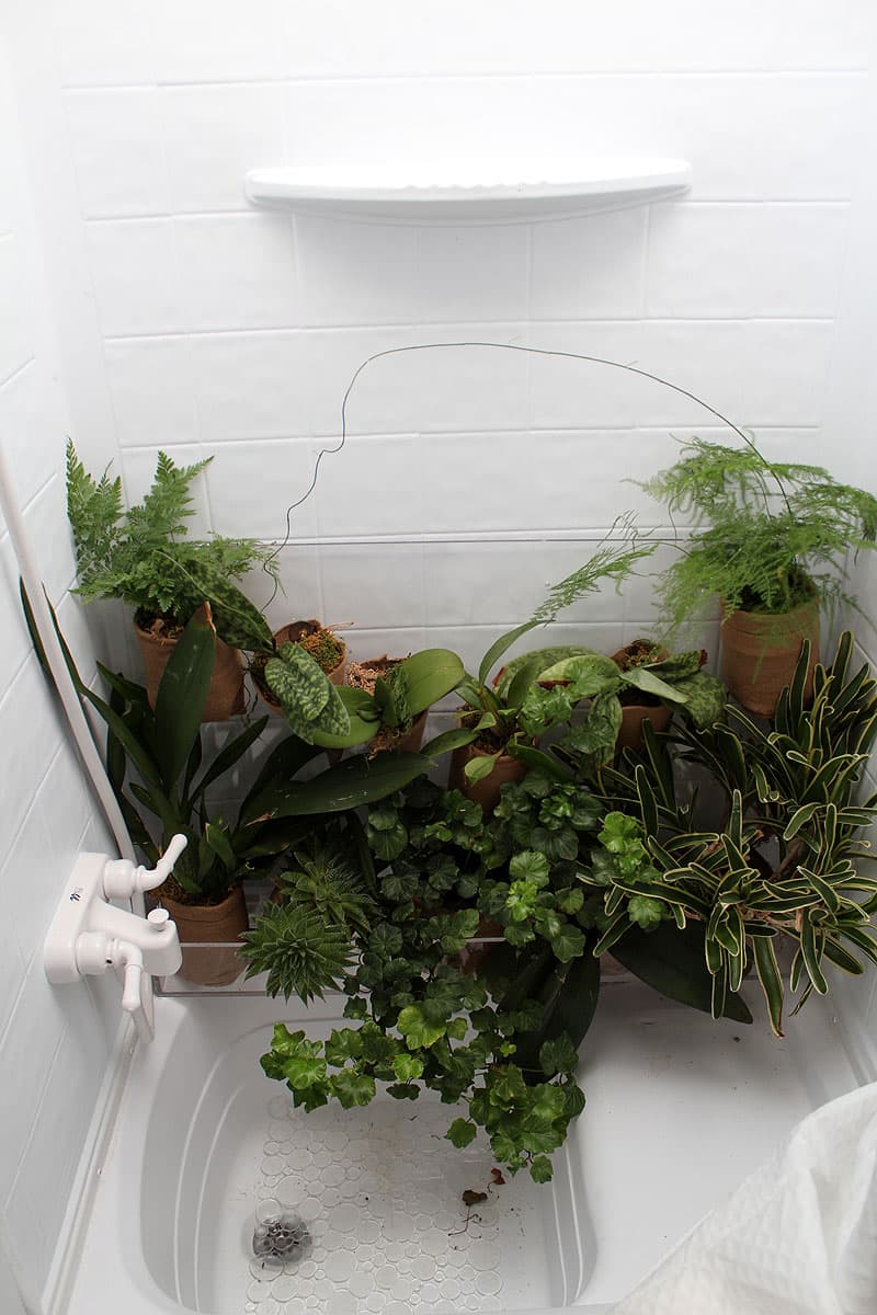 The camper shower acts like a greenhouse for plants