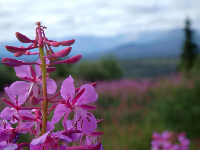 Fireweed along the Haines Highway in British Columbia