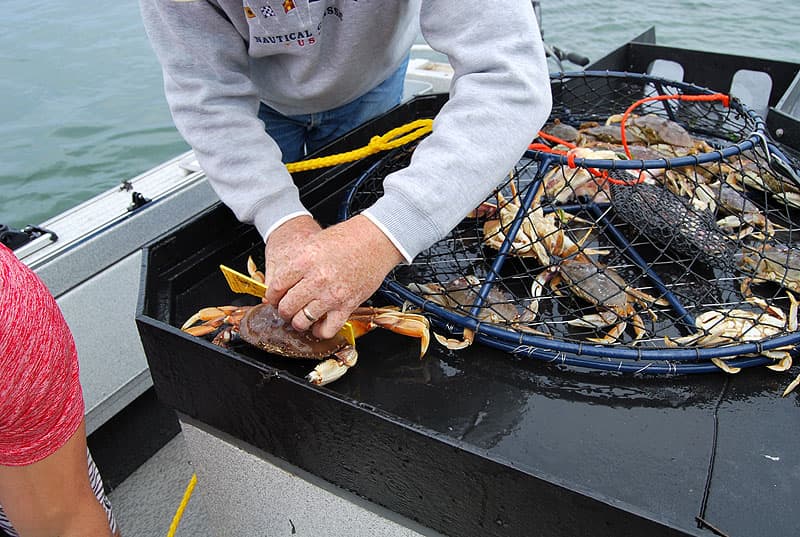 Crab measuring