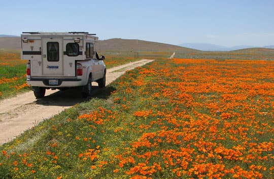 baja-camper-antelope-valley-Poppies