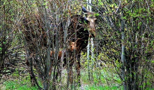 off-road-wedding-gift-Moose