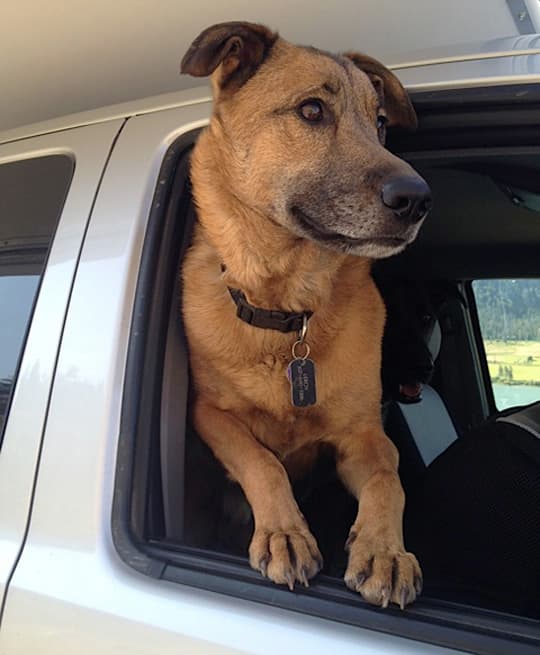 off-road-wedding-gift-dog-camping