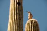 Cross-Country-animal-Bird