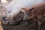 Cross-Country-animal-Wilber