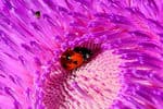 full-time-rv-Canadian-Thistle-and-Lady-Bug