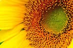 full-time-rv-Hybrid-Sunflower-high-prairie-of-W-Kansas