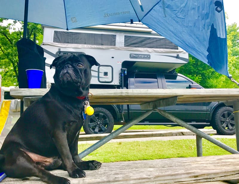 George The Pug Camper