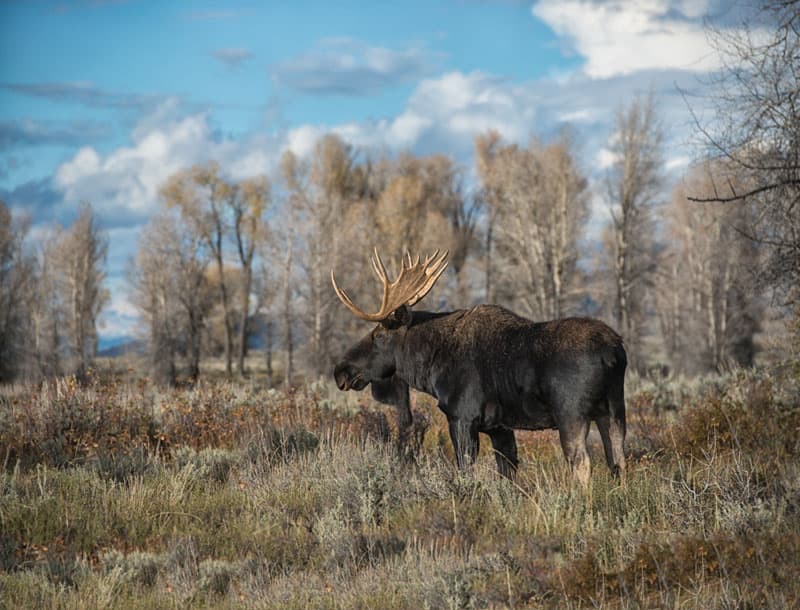 Moose at Grand Teton National Park