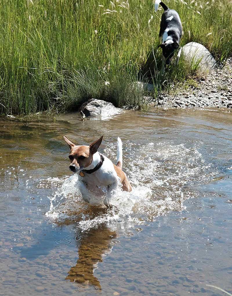 Melo and Pixel cool off in Rock Creek, Grasslands National Park, after a hard and hot hike