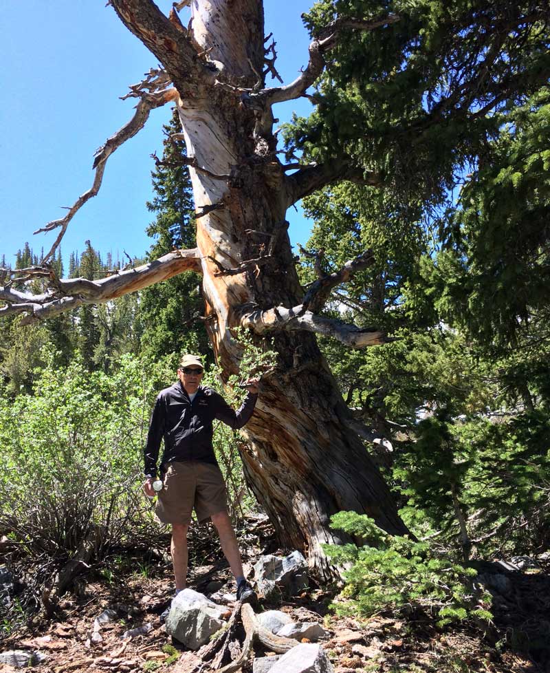 Great Basin National Bristlecone Pine Tree Hike