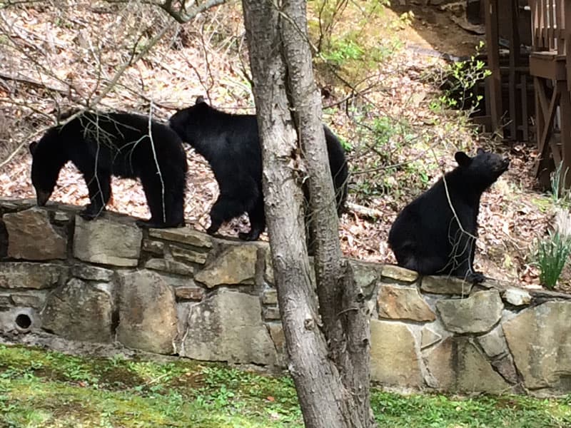 Bears in Great Smoky Mountains National-Park 