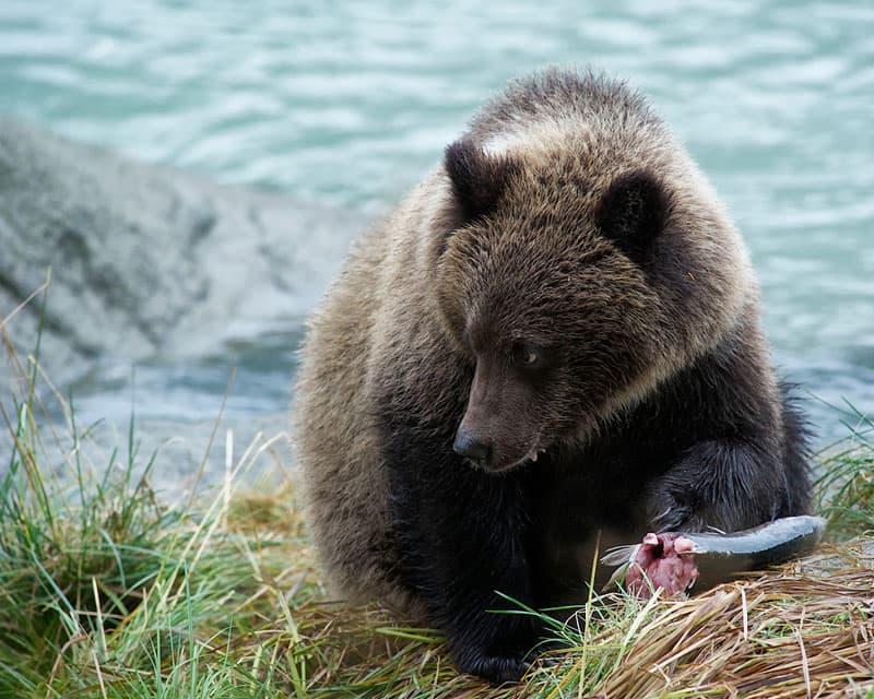 Haines, Alaska Bear Cub