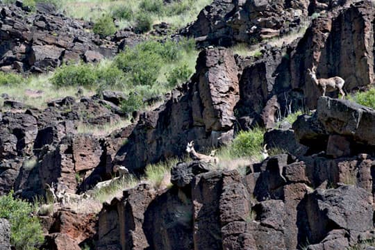 popup-rocks-mountainSheep