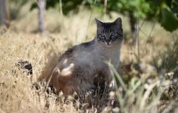 Vineyard Camping Cat 