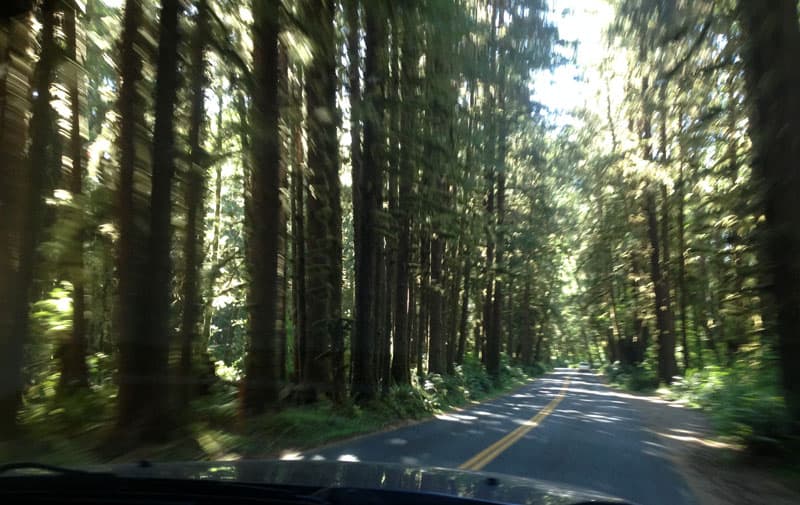 Hoh Rainforest, Olympic National Park, Washington