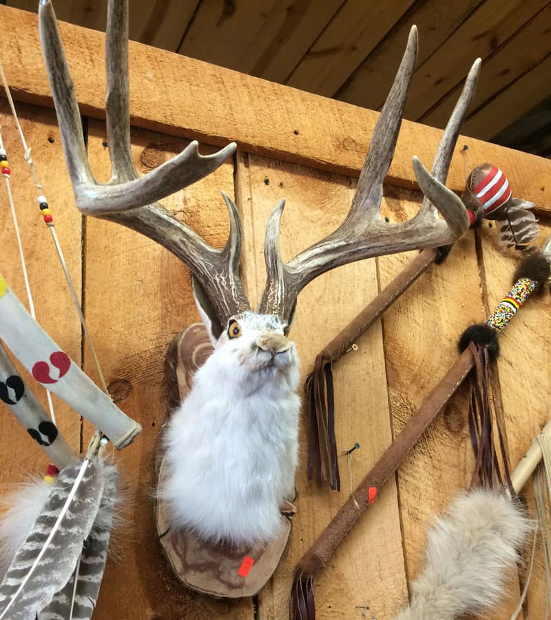 Jackalope On The Wall