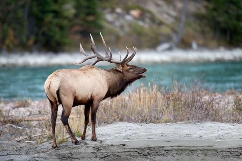 Jasper National Park during Elk Rut