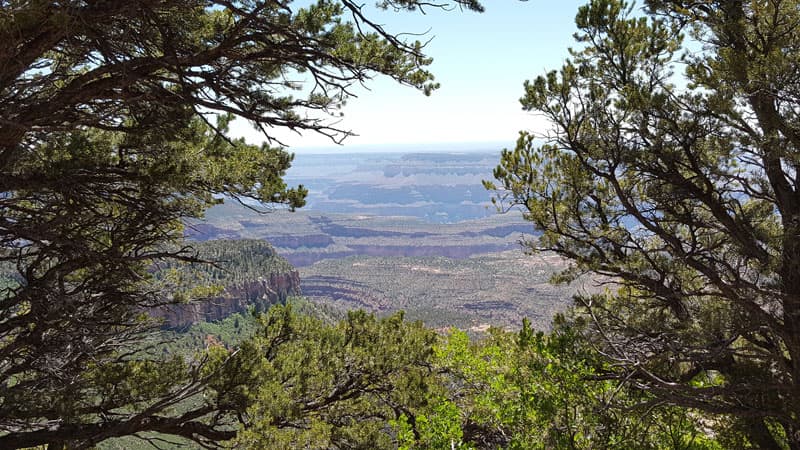 Kaibab National Forest Grand Canyon Arizona