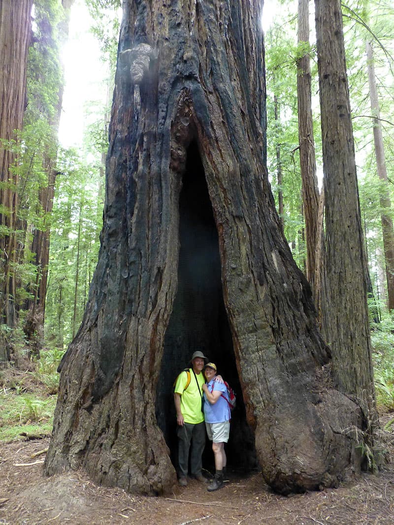 King's Canyon National Park, Sequoia 