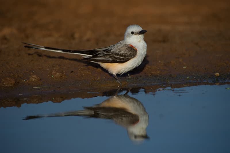 Above: Bird photography from Laguna Seca Ranch near Edinburg, Texas