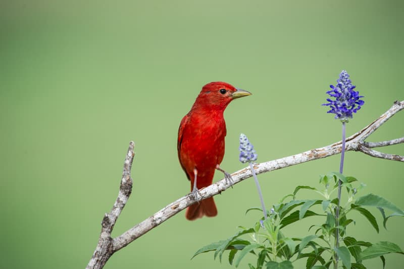 Bird photography from Laguna Seca Ranch near Edinburg, Texas