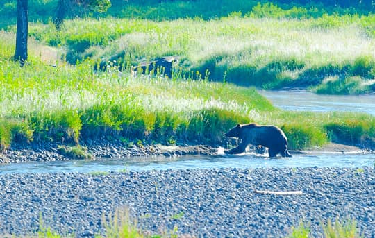 Radio-Collared-Grizzly-at-Snake-River-Camp