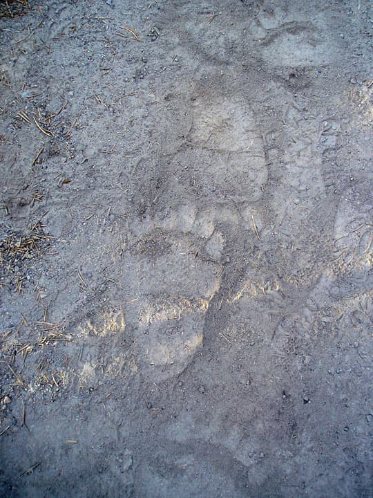 safety-Grizzly-Lake-Trail-Tracks