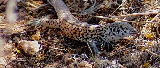 safety-Mojave-Fringe-Toed-Lizard