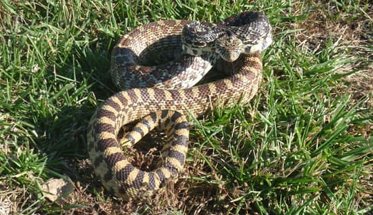 safety-Rat-Snake-Salina-Kansas