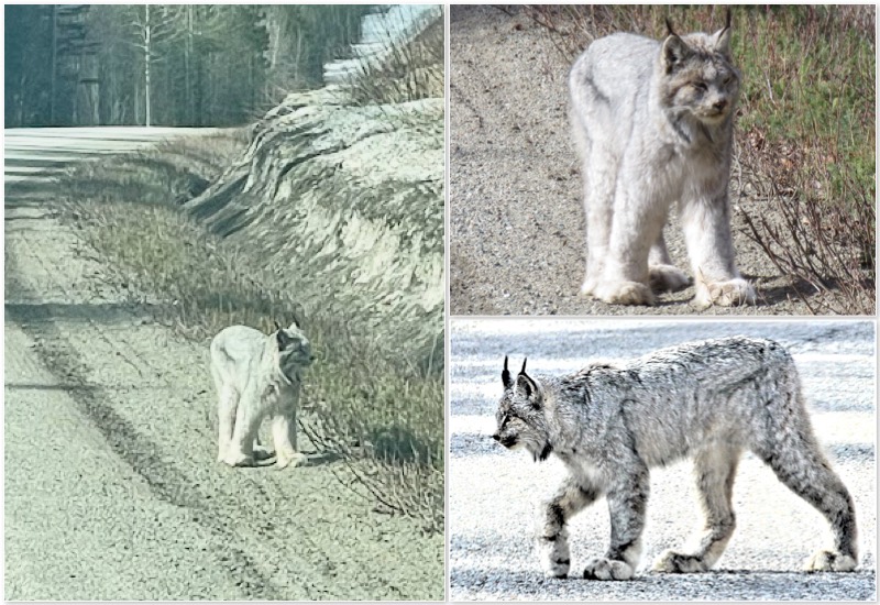 Lynx in Canada