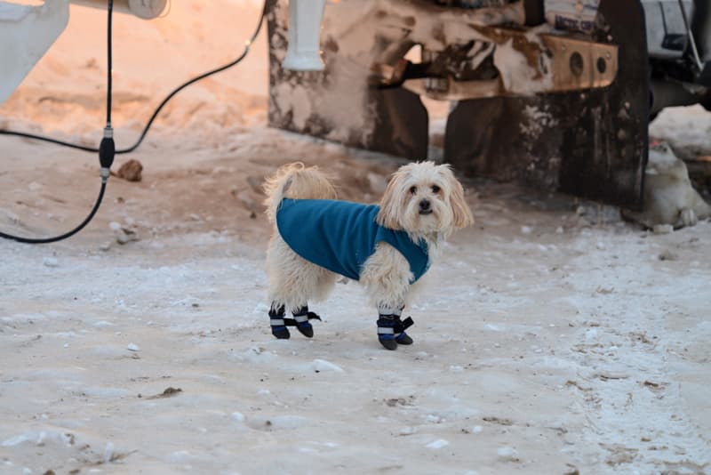 Mac best traveling dog