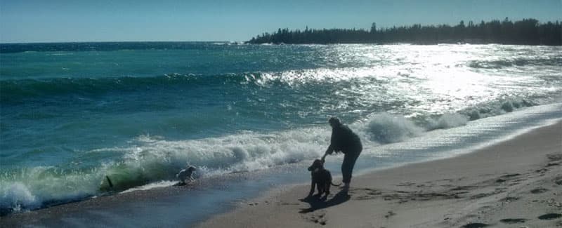 Camping with dogs and the ocean