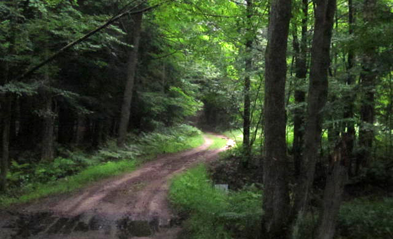 Michigan Forest Roads