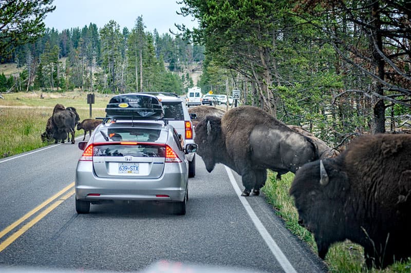 Traffic Jam with Buffalo in Yellowstone National Park