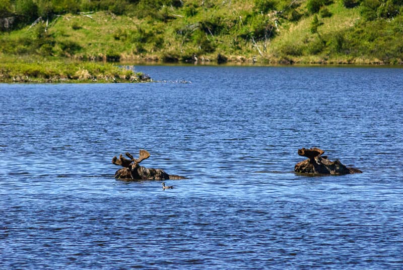 Moose in Dempster Highway pond