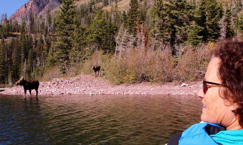 Moose at Two Medicine Lake in Glacier National Park