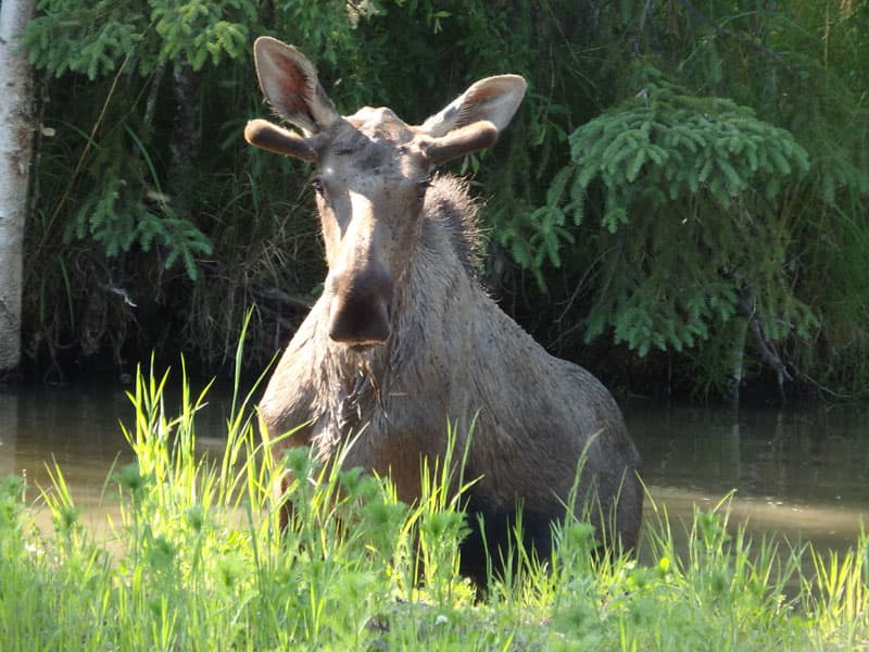 Moose charging from pond in Palmer, Alaska