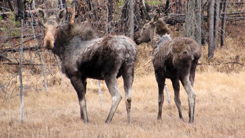 Moose on Cassiar Hwy 37 BC