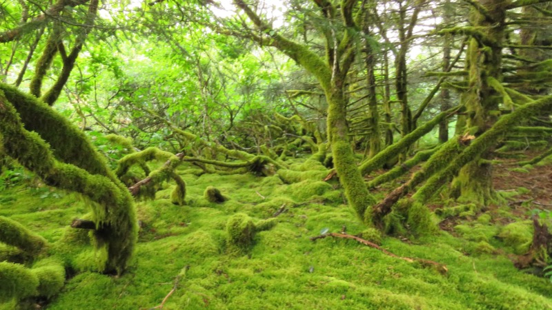 Moss on Kodiak Island