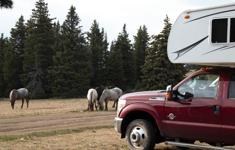 Mustangs Camping on Pryor Mountain