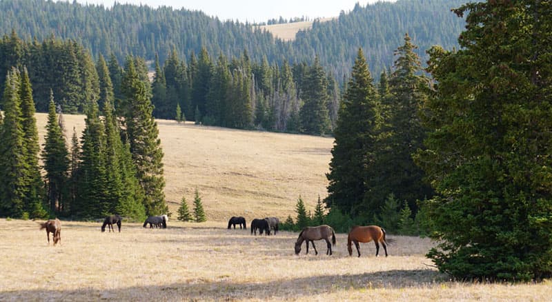 Mustangs everywhere, Pryor Mountain