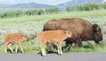 Grand-Teton-National-Park-wildlife-Bison-Family