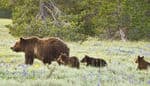 Grand-Teton-National-Park-wildlife-Grizzly-Family