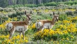 Grand-Teton-National-Park-wildlife-Pronghorn-Antelope