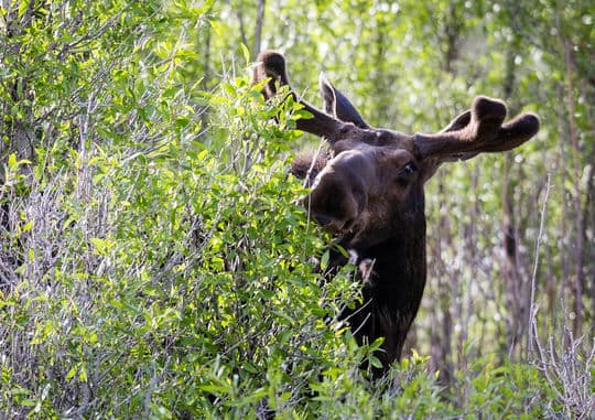 Tetons-Johnson-Moose