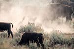 Tetons-Johnson-buffalo