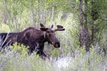 Tetons-Johnson-moose-2