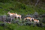 Tetons-Johnson-wildlife